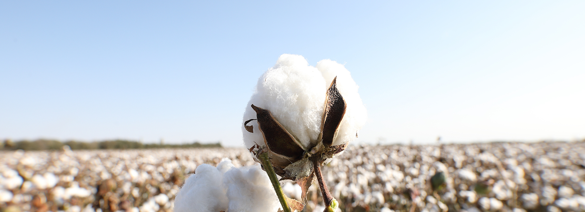 El algodón mantiene la sostenibilidad global